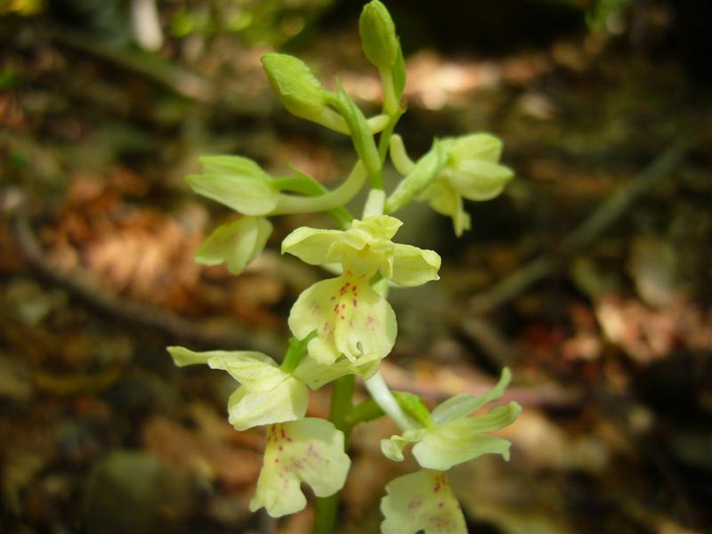 Orchis provincialis?